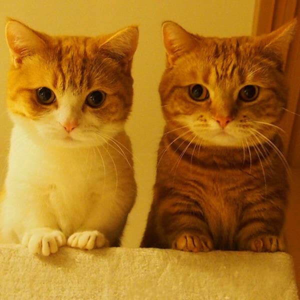 狗狗美容大概多少钱:让爱犬焕然一新的秘密