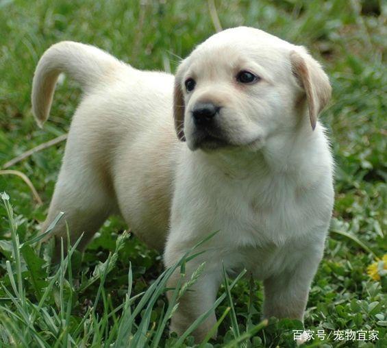 狗狗睾丸坏死——不可忽视的宠物健康问题