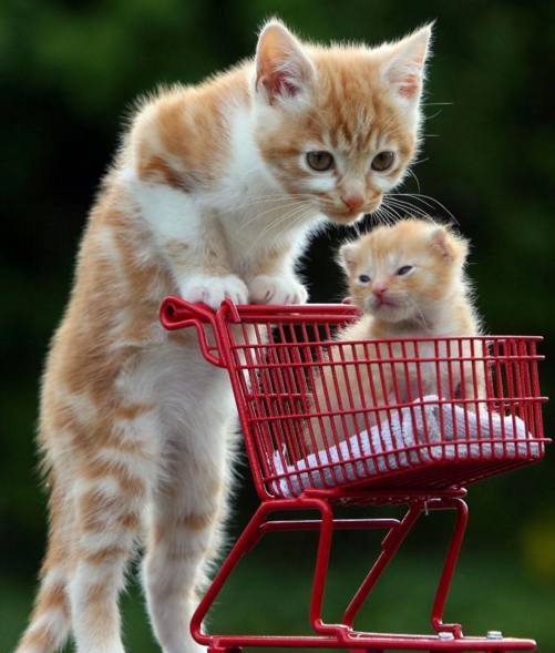 宠物眼睛红是什么原因：揭开宠物眼部健康的秘密