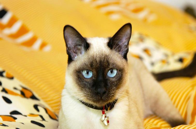 狗狗老是嗯嗯叫，揭秘背后的原因与解决之道